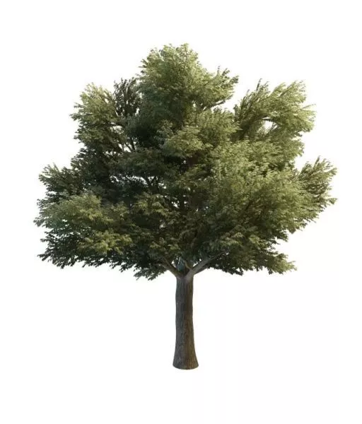 Tilia Heterophylla Tree 3d model Tilia Heterophylla Tree 3d model