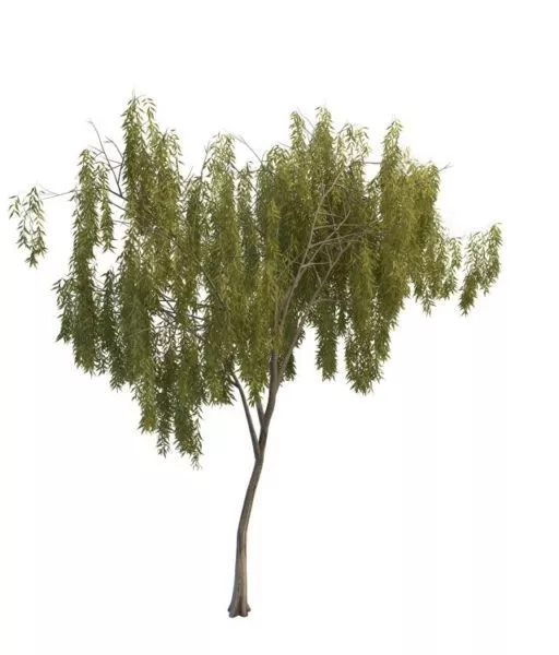 Dwarf Willow Tree 3d model Dwarf Willow Tree 3d model
