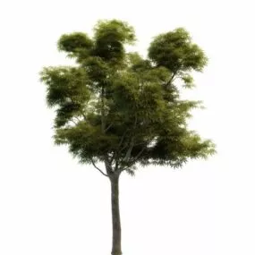 Sycamore Maple Tree 3d model