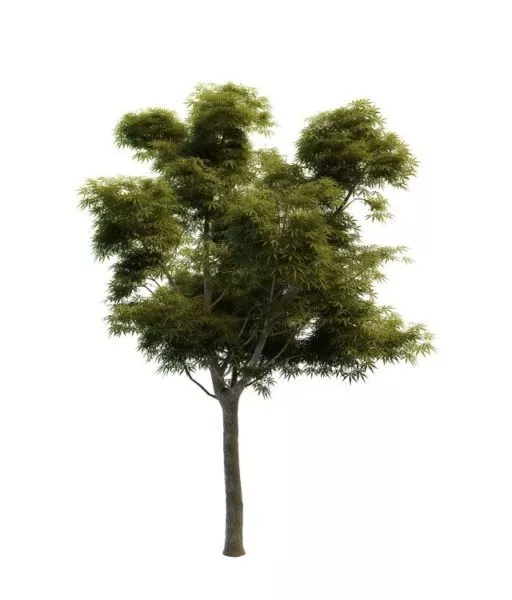 Sycamore Maple Tree 3d model Sycamore Maple Tree 3d model