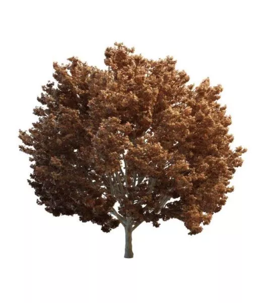 Late Autumn Tree 3d model Late Autumn Tree 3d model