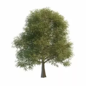 Silver Elm Tree 3d model