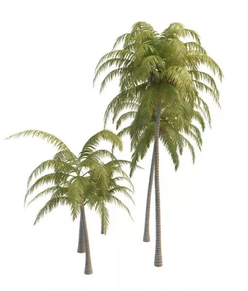 Tropical Coconut Trees 3d model Tropical Coconut Trees 3d model