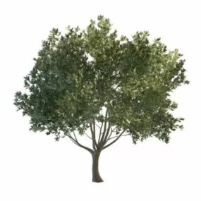 Green Flourishing Tree 3d model