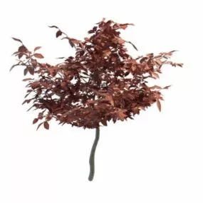 Red Autumn Fall Tree 3d model