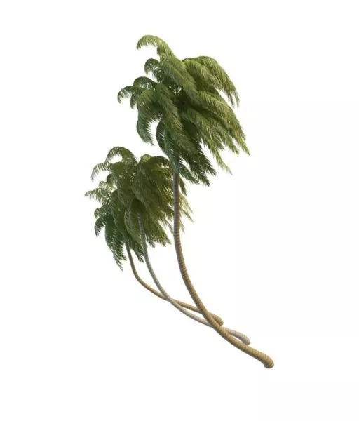 Palm Tree Low Plant 3d model