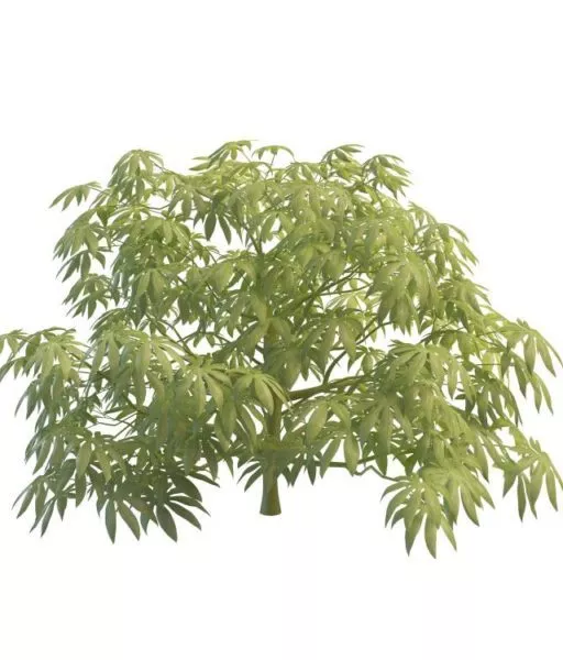 Fatsia Japonica Plant 3d model Fatsia Japonica Plant 3d model