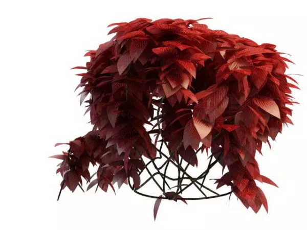 Red Leaf Maple 3d model Red Leaf Maple 3d model