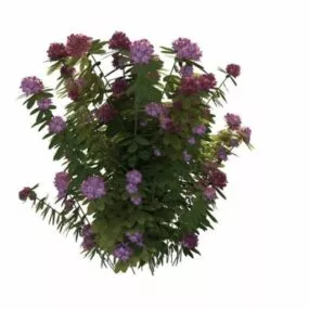 Flowering Shrubs For Full Sun 3d model