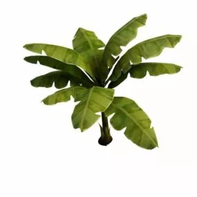 Banana Plant 3d model