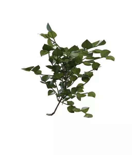 Monrovia Shrub Plant 3d model