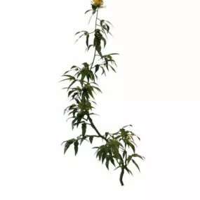 Yellow Flowering Shrubs 3d model