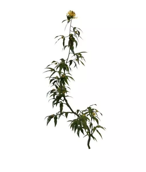 Yellow Flowering Shrubs 3d model Yellow Flowering Shrubs 3d model