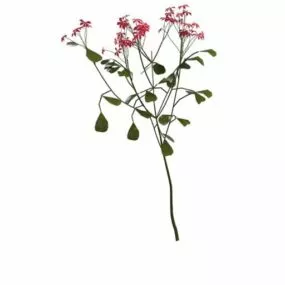 Red Flowering Shrubs 3d model