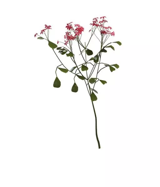 Red Flowering Shrubs 3d model Red Flowering Shrubs 3d model