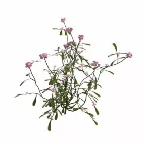 Pink Flowering Shrubs 3d model
