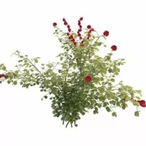Rosa Davurica Pall 3d model