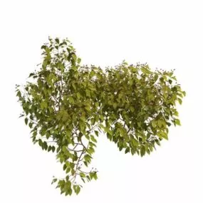 Red Berry Plant 3d model