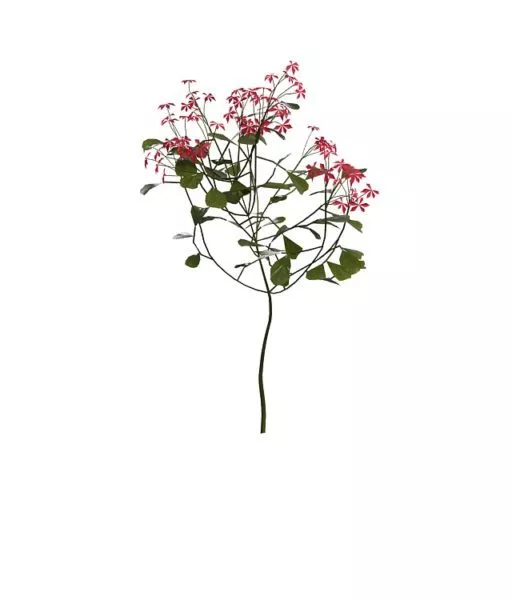 Spring Red Blooming Shrubs 3d model Spring Red Blooming Shrubs 3d model