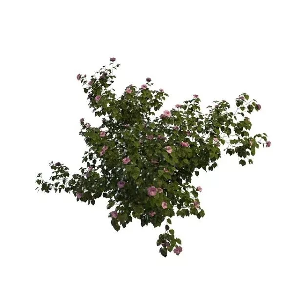 Papyrus Plants Bushes 3d model