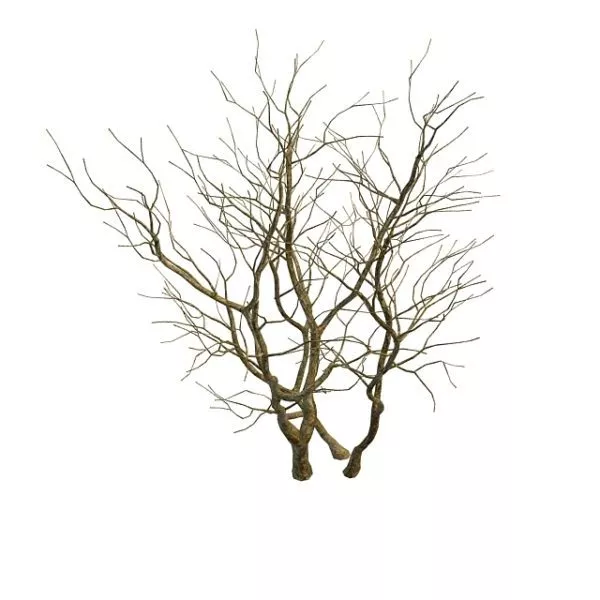 Naked Tree 3d model Naked Tree 3d model