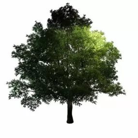 Large Generic Tree 3d model