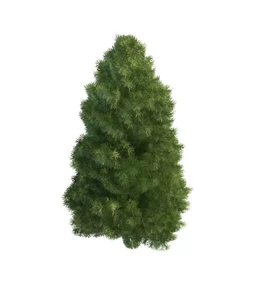 Leyland Cypress Tree 3d model Leyland Cypress Tree 3d model