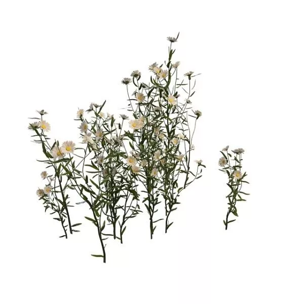 Daisy Flower Plants 3d model Daisy Flower Plants 3d model