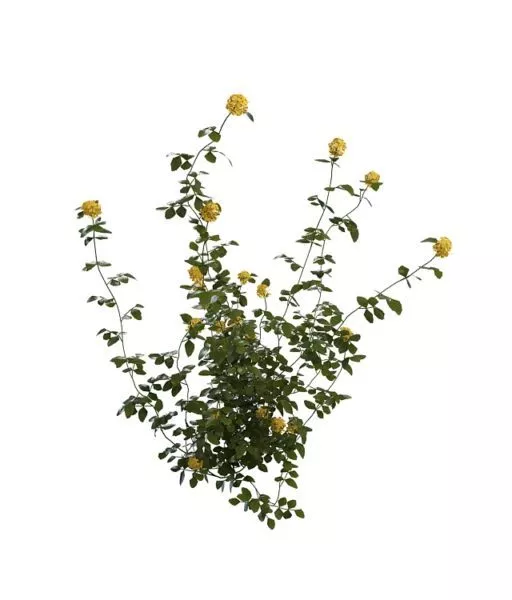 Yellow Flowers Shrub 3d model Yellow Flowers Shrub 3d model