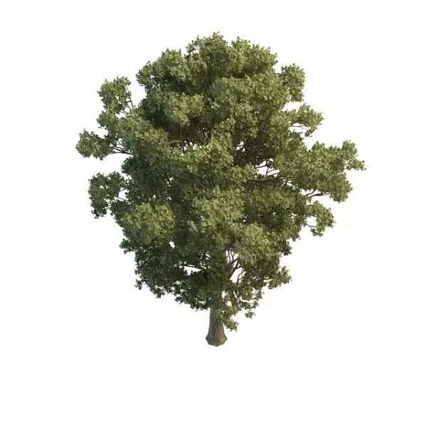 Summer Tree 3d model Summer Tree 3d model