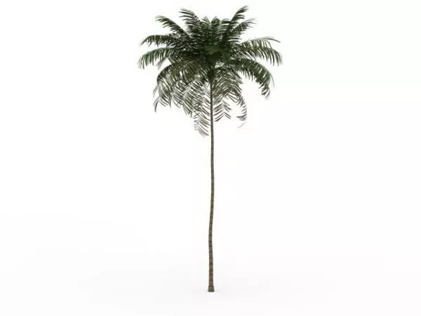 Tall Thin Palm Tree 3d model Tall Thin Palm Tree 3d model
