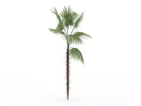 Makalani Palm 3d model Makalani Palm 3d model