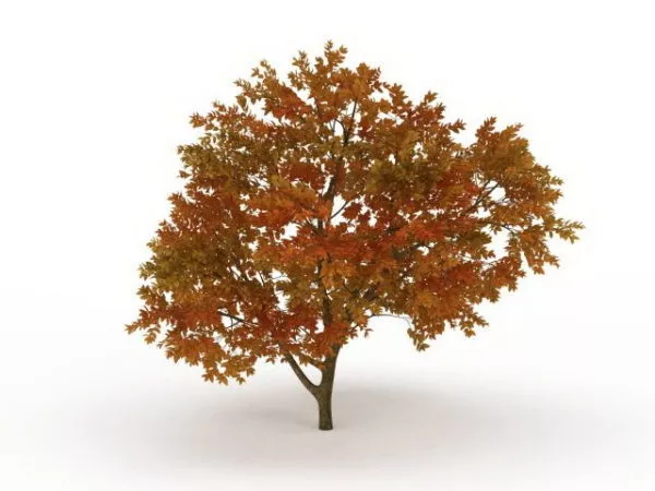 Fall Color Tree 3d model Fall Color Tree 3d model