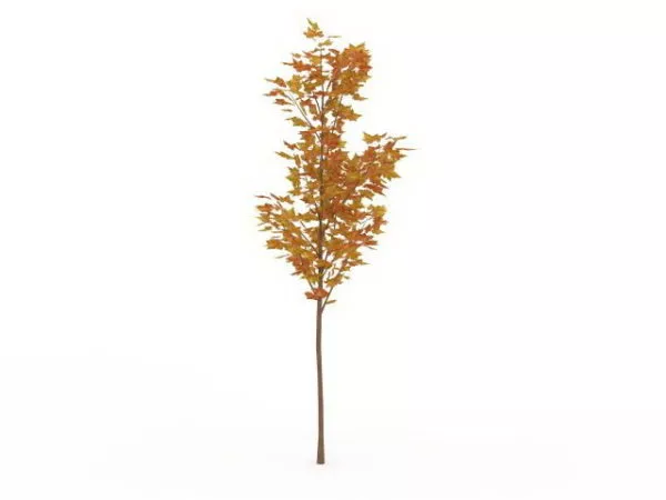 Yellow Maple Tree 3d model Yellow Maple Tree 3d model
