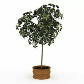 Indoor House Plant Tree 3d model