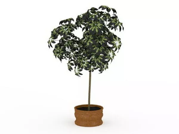 Indoor House Plant Tree 3d model Indoor House Plant Tree 3d model
