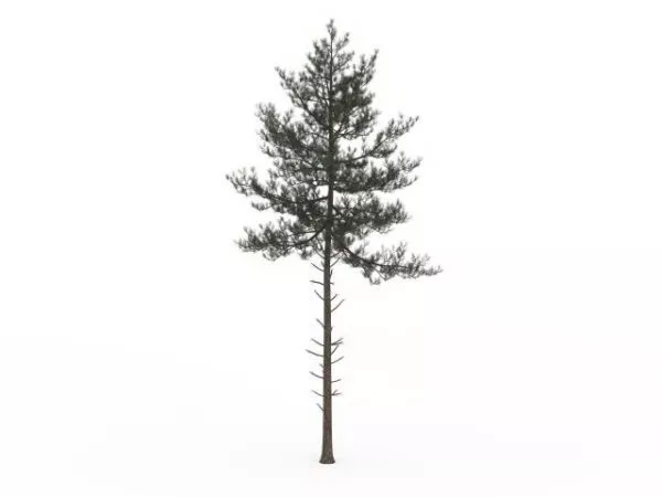 Coniferous Tree 3d model Coniferous Tree 3d model