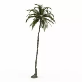 Tall Palm Tree 3d model
