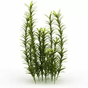 Aquatic Water Plants 3d model