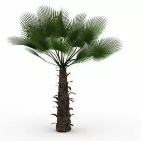 Chusan Palm Tree 3d model