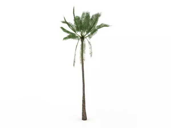 African Oil Palm Tree 3d model African Oil Palm Tree 3d model