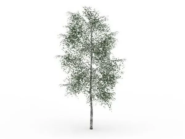 Gray Birch Tree 3d model Gray Birch Tree 3d model