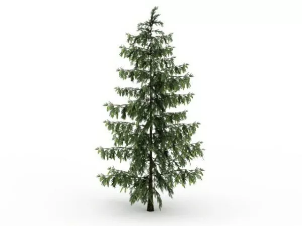 Pine Trees Landscape 3d model