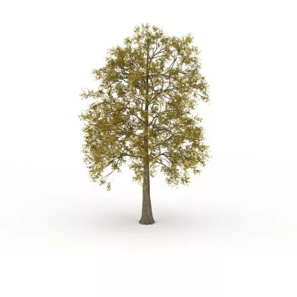 European Ash Tree 3d model European Ash Tree 3d model