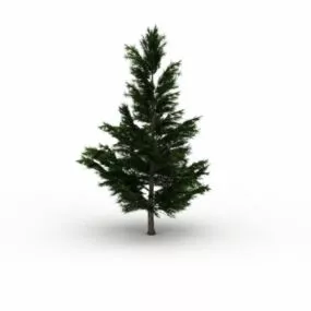 Spruce Tree 3d model