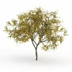 Fraxinus Pennsylvanica Tree 3d model
