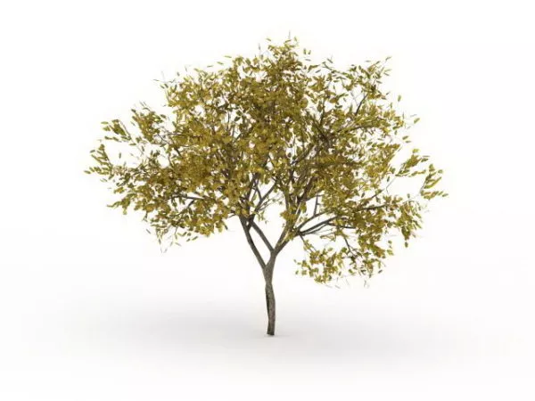 Fraxinus Pennsylvanica Tree 3d model Fraxinus Pennsylvanica Tree 3d model