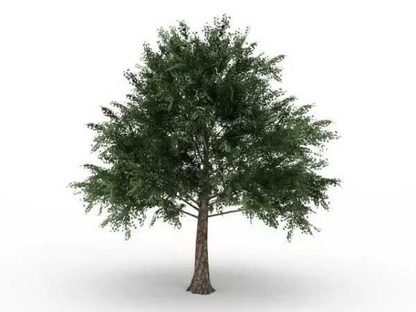 Acer Platanoides Tree 3d model Acer Platanoides Tree 3d model