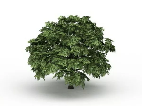 Field Maple Tree 3d model Field Maple Tree 3d model