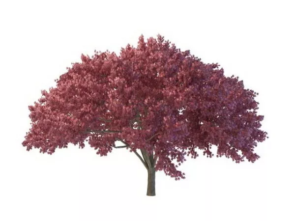 Purple Blooming Tree 3d model Purple Blooming Tree 3d model